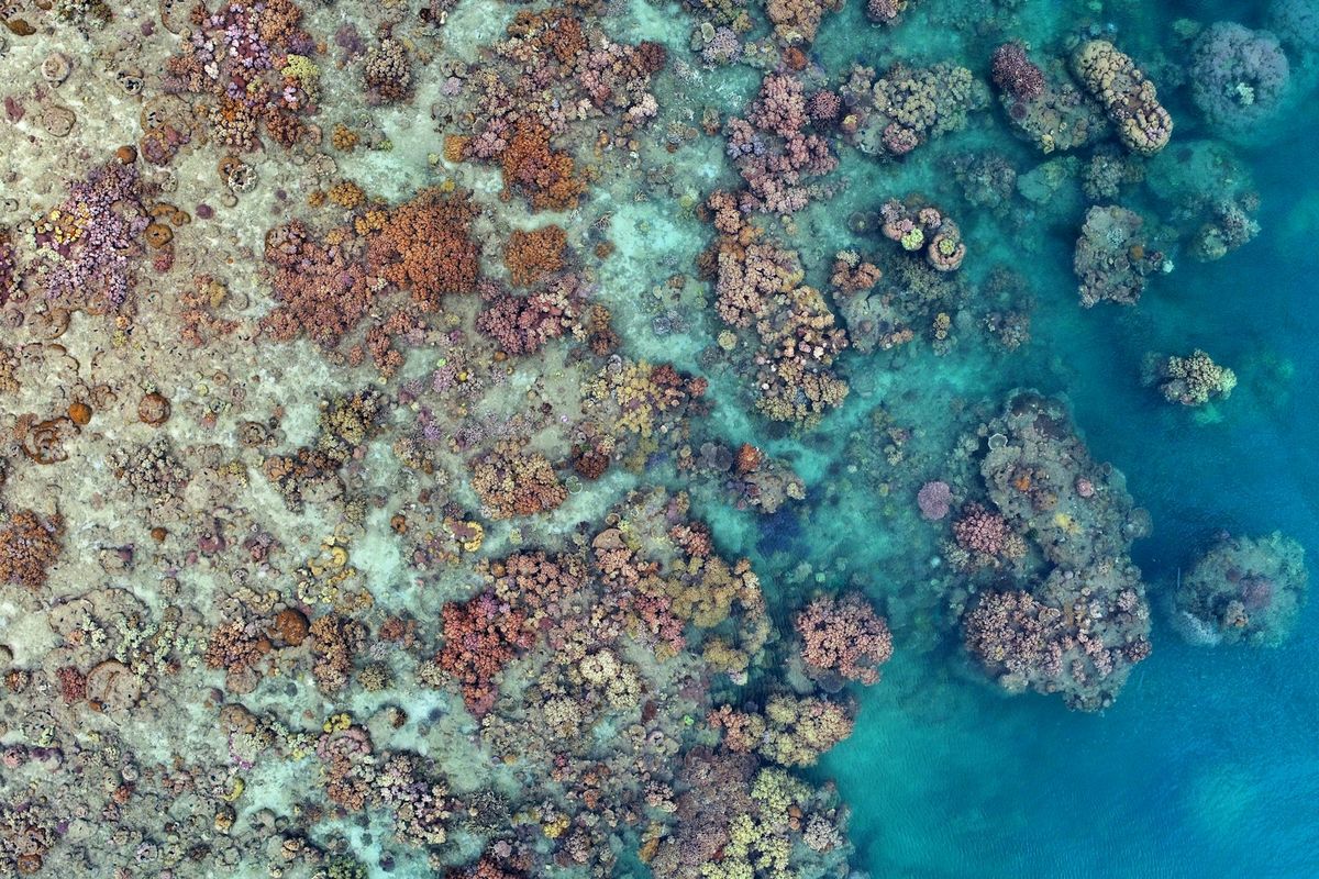 Korallrevet i Great Barrier Reef utenfor Cairns