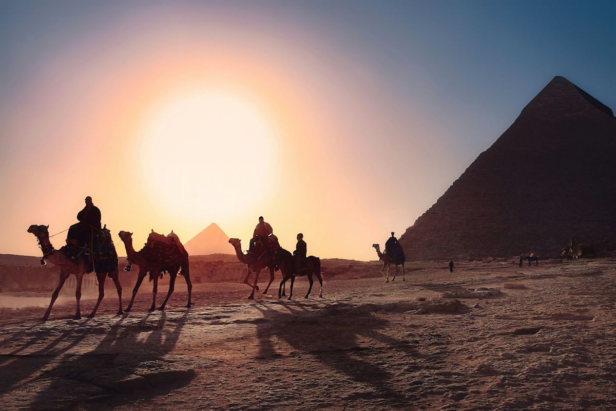 Kameler foran pyramidene i Giza utenfor Kairo