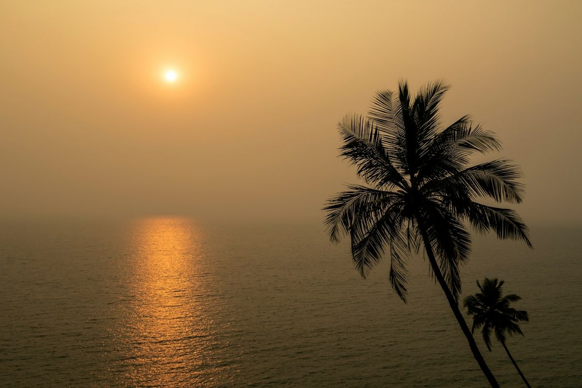 Solnedgang med palme ved strand i Goa, India