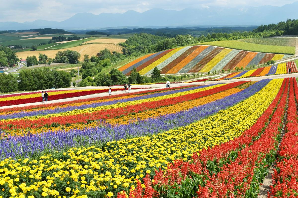 Blomstermarker på Hokkaido