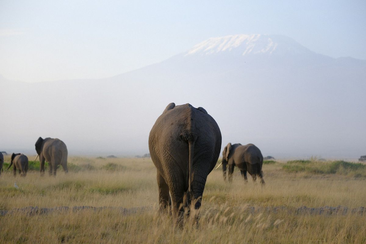 Elefanter på savannen med Kilimanjaro i bakgrunnen