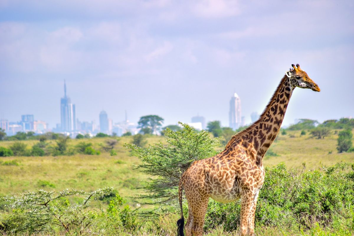 Sjiraff i Nairobi nasjonalpark med byens skyline bak