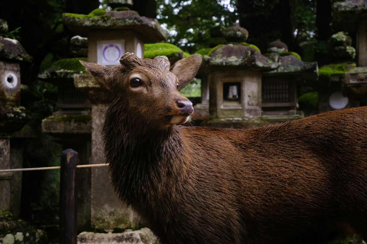 Hjort blant steinlykter ved tempel i Nara