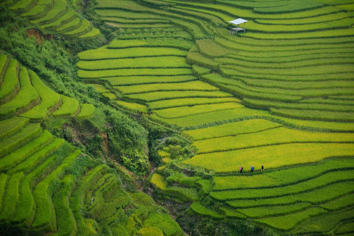 Risterrasser i Sapa