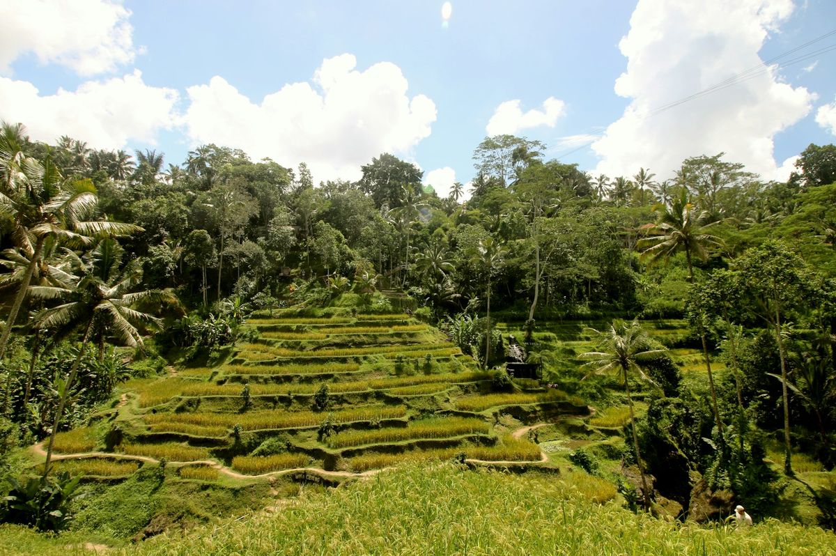 Frodige risterrasser i Ubud på Bali