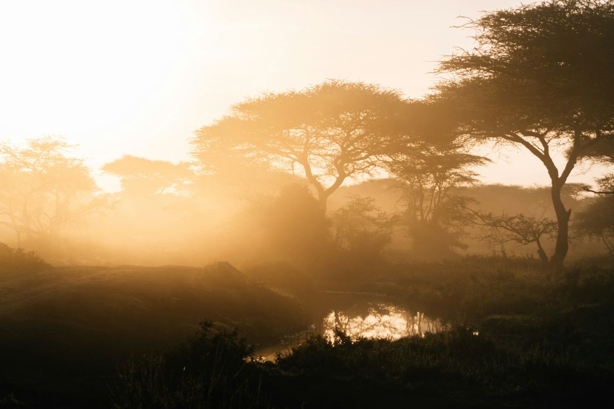Soloppgang over diset afrikansk savanne