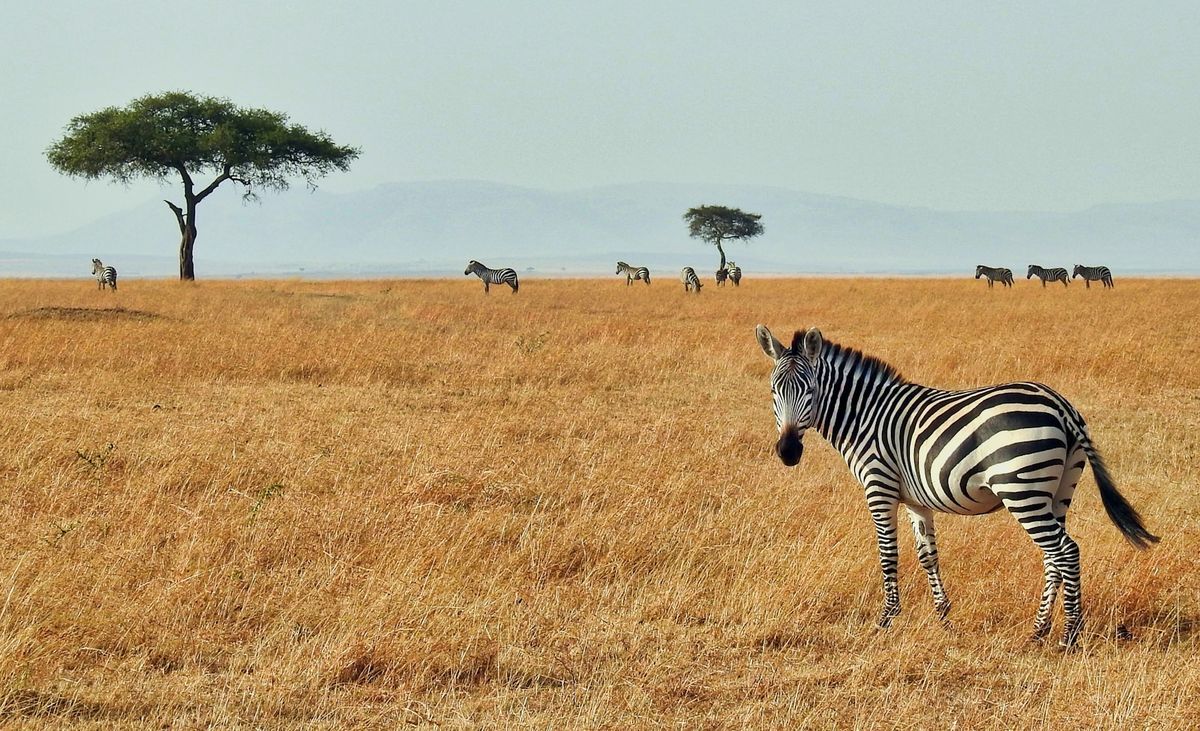 Sebra i naturen på safari