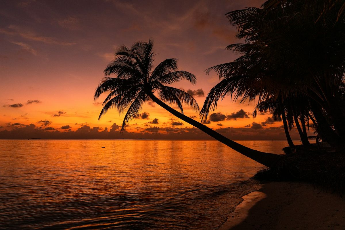 Palme ved strand i solnedgang
