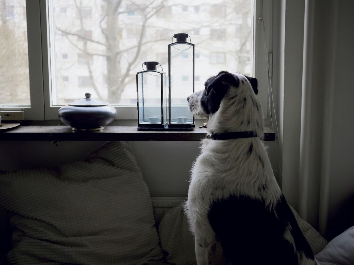 Hund ved vinduet i et hjem