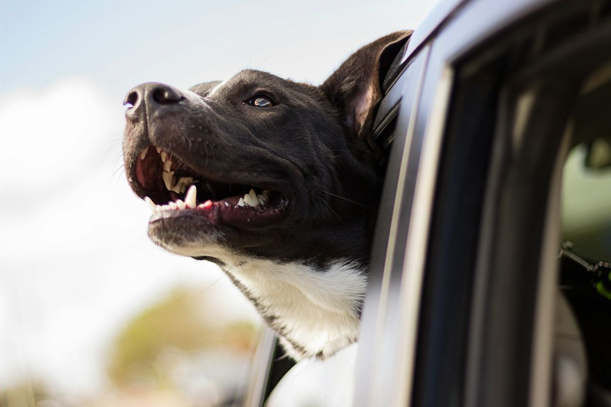 Hund ser ut av bilvinduet på reise