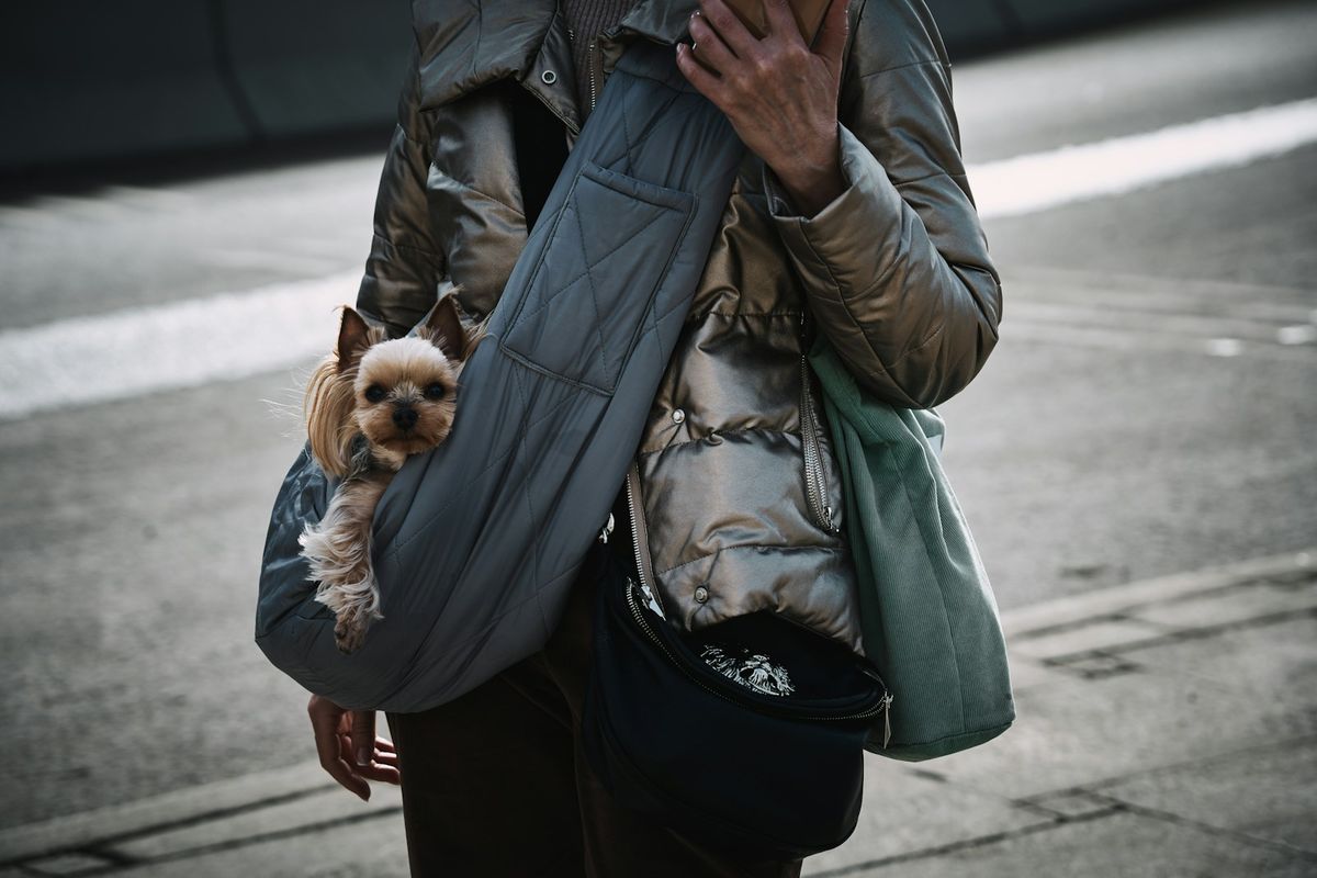 Liten hund som kikker ut av en transportbag